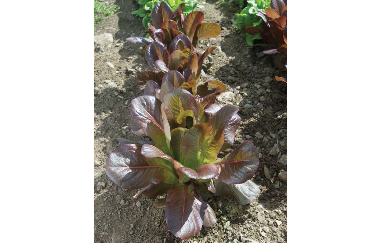 Rouge d’Hiver – Organic Lettuce Seed